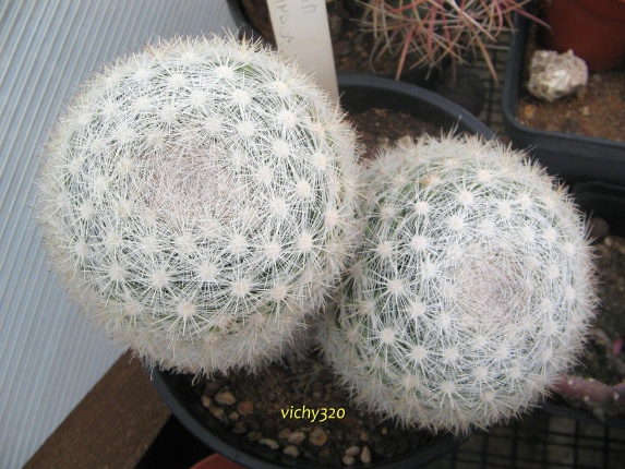 Mammillaria candida 