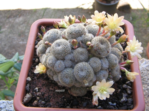 Rebutia cv. Sunrise 