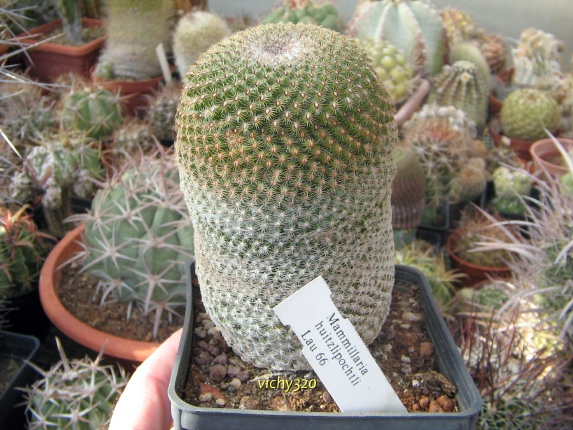 Mammillaria huitzilopochtli 