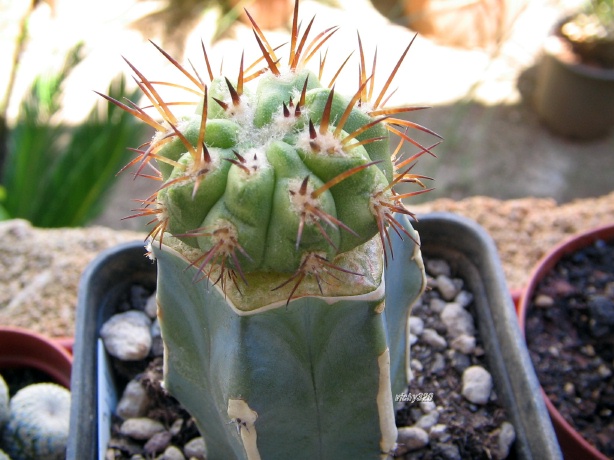 Copiapoa solaris 