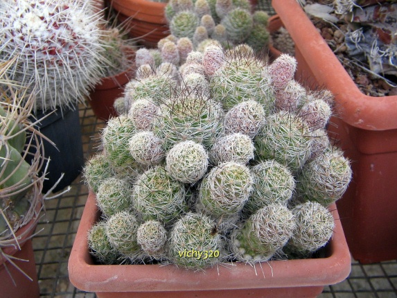 Mammillaria vetula 