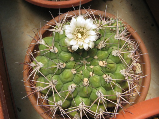 Gymnocalycium saglionis 