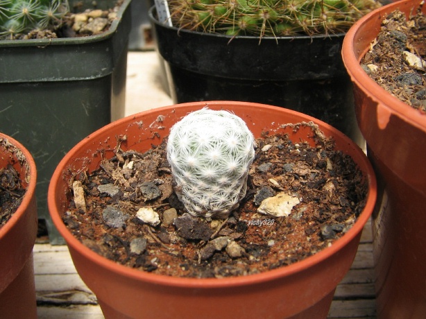 Mammillaria humboldtii 