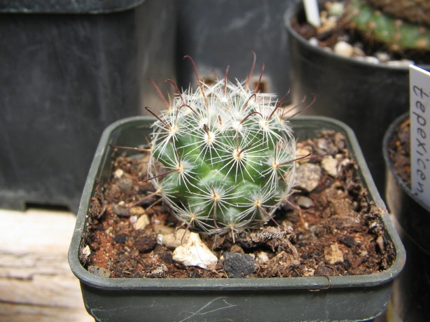 Mammillaria longiflora 