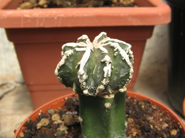 Astrophytum myriostigma cv. hannya fukuryu 