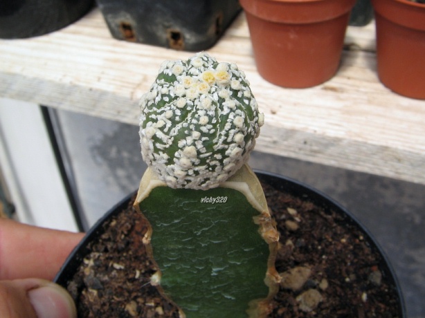 Astrophytum asterias f. monstruosum cv. super kabuto 