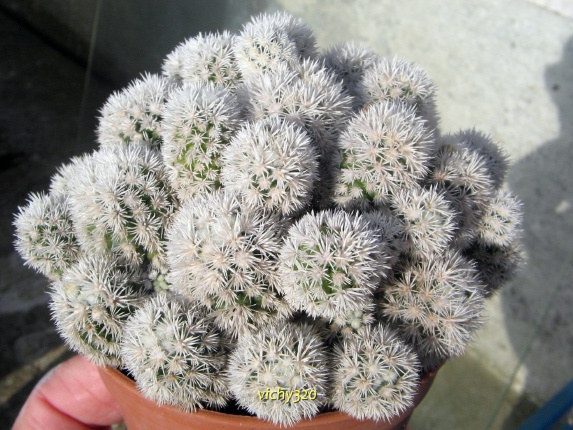 Mammillaria vetula ssp. gracilis cv. arizona snowcap 