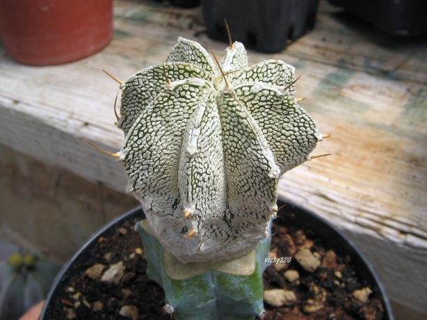 Astrophytum ornatum cv. huboki 