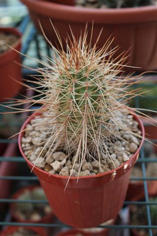 echinocereus  nicholii