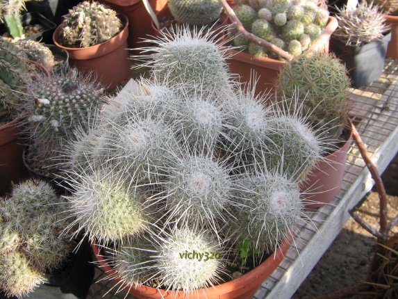 Mammillaria geminispina v. nobilis 