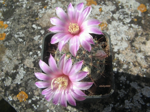 Mammillaria longiflora 