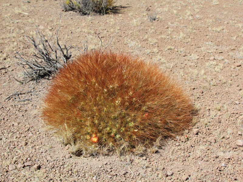 Cumulopuntia boliviana 