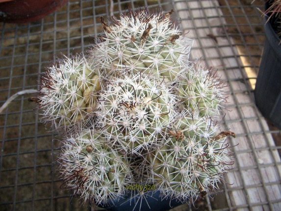 Mammillaria schumannii v. globosa 