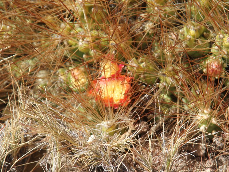 Cumulopuntia boliviana 