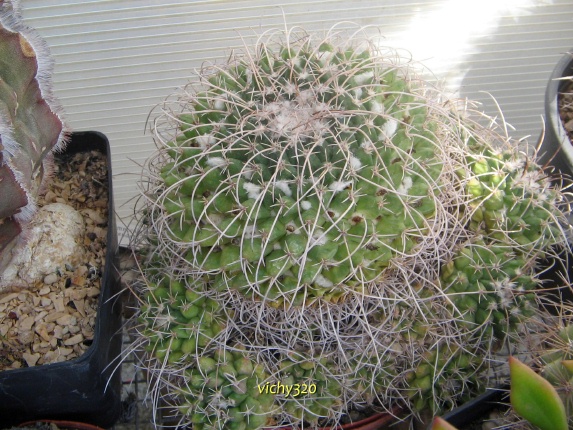 Mammillaria compressa ssp. centralifera 