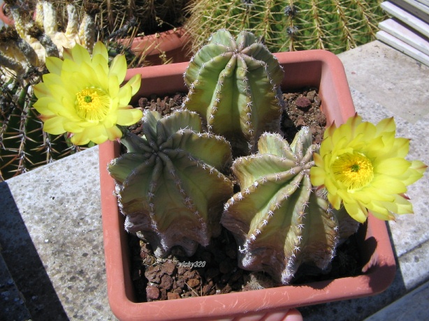 Echinocereus  subinermis 