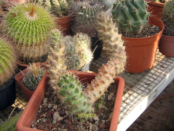 Mammillaria poselgeri 