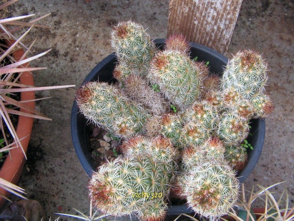 Mammillaria elongata 