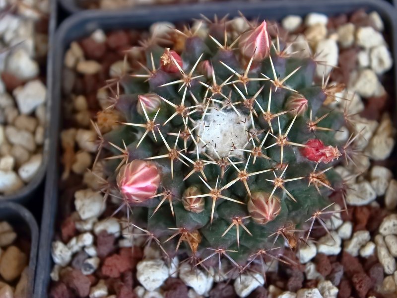 Mammillaria roseoalba ROG0589