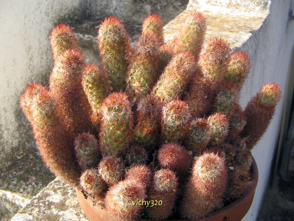 Mammillaria elongata v. rufocrocea 