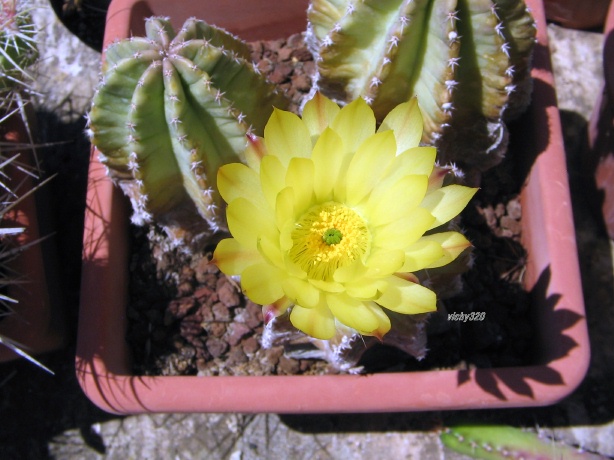 Echinocereus subinermis 