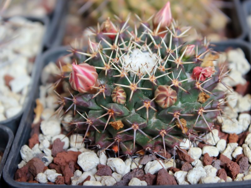 Mammillaria roseoalba ROG589