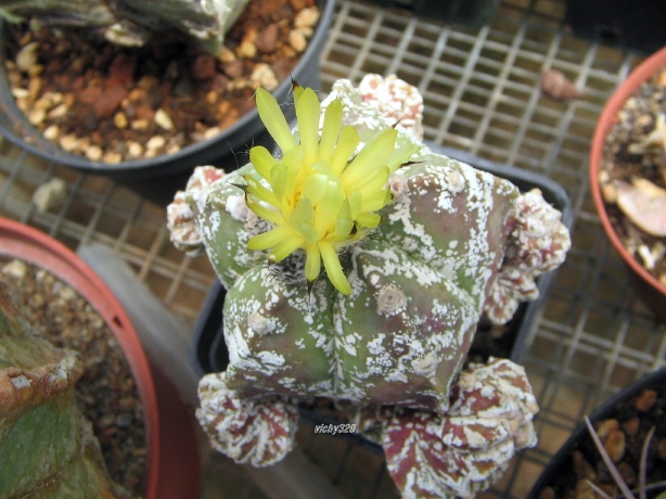 astrophytum myriostigma f. prolifera cv. hakuun