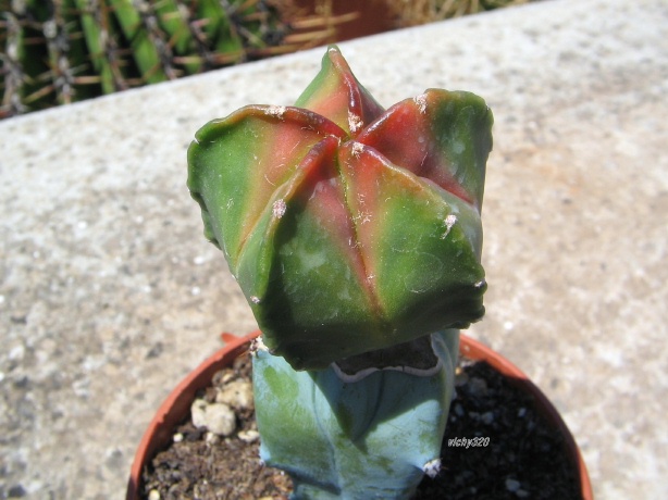 Astrophytum myriostigma cv. koh-yo 