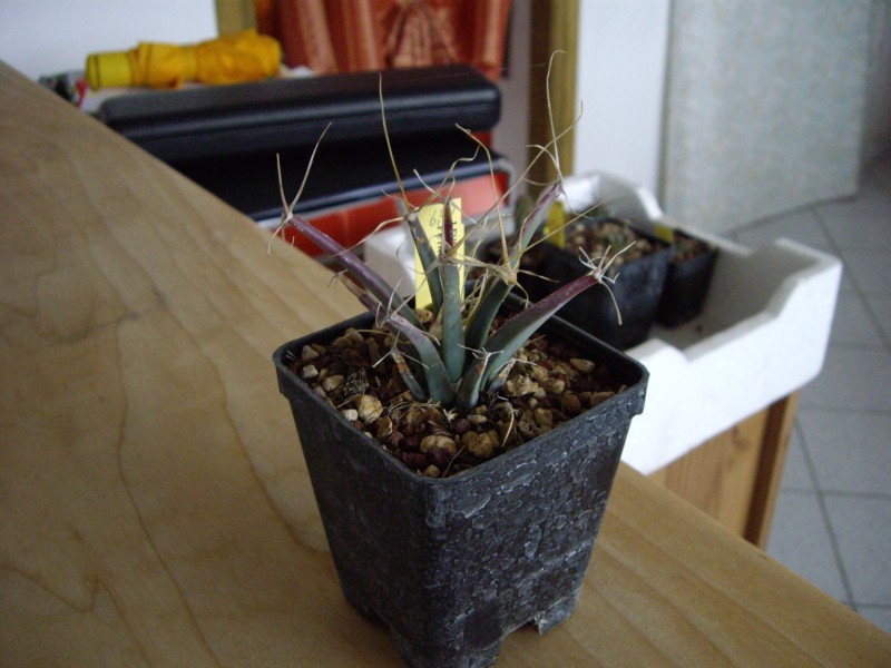 Leuchtenbergia principis 