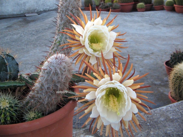 Selenicereus grandiflorus 