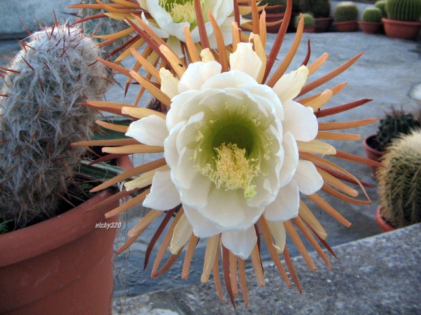 Selenicereus grandiflorus 