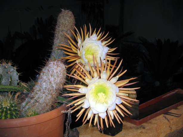 Selenicereus grandiflorus 