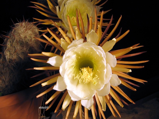 Selenicereus grandiflorus 