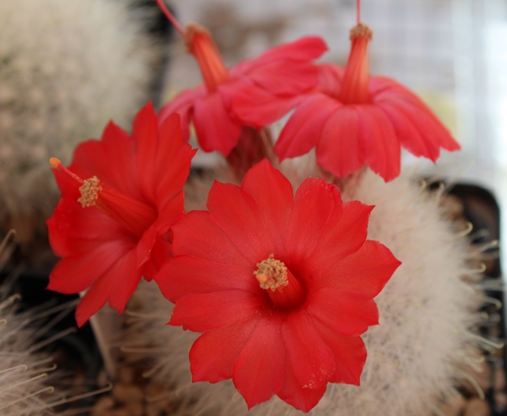 Mammillaria senilis Rog 214