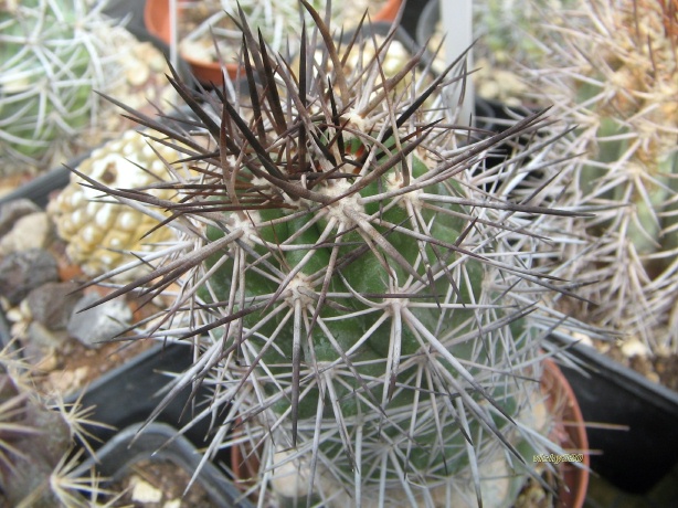 copiapoa rupestris ssp. desertorum