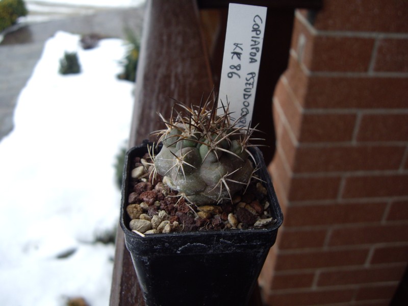 Copiapoa pseudocoquimbana kk86