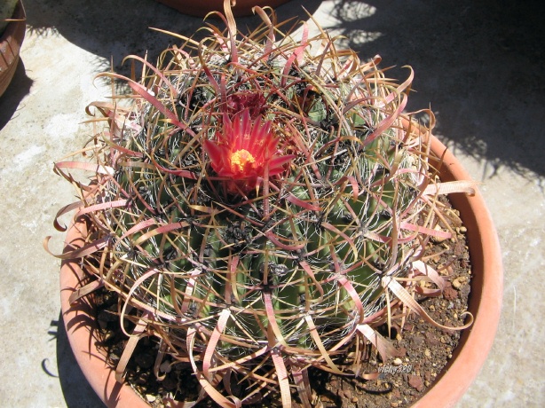 Ferocactus gracilis ssp. coloratus 