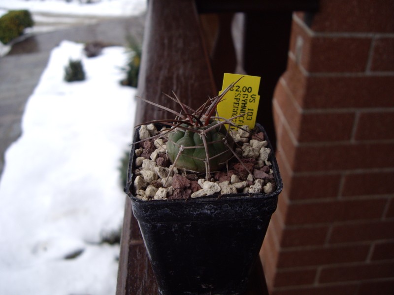 Gymnocalycium spegazzinii 