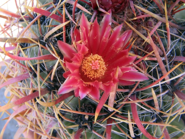 Ferocactus gracilis ssp. coloratus 