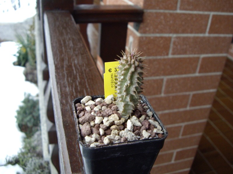 Hoodia gordonii 