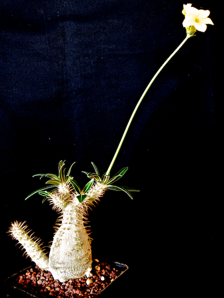 Pachypodium rosulatum v. gracilius 