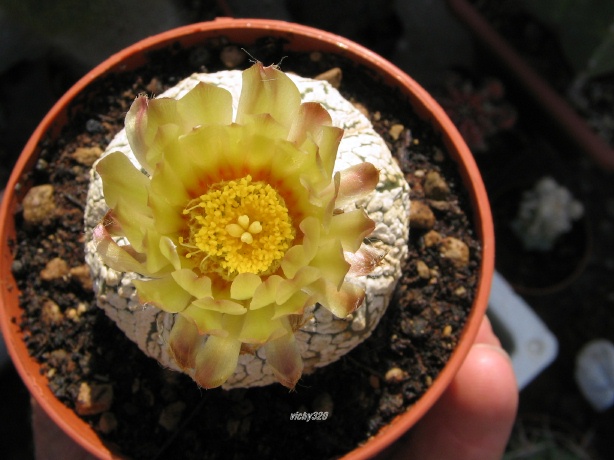 Astrophytum asterias cv. super kabuto v-type 