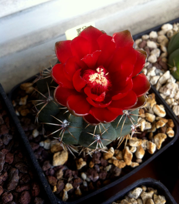 Gymnocalycium baldianum 