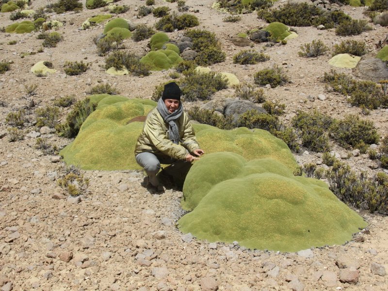 Azorella compacta 