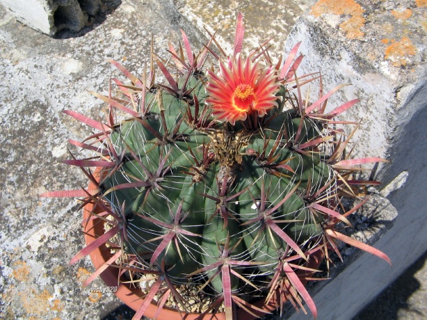 Ferocactus peninsulae ssp. townsendianus 