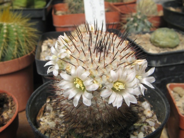 Mammillaria perezdelarosae ssp. andersoniana 