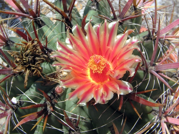 Ferocactus peninsulae ssp. townsendianus 