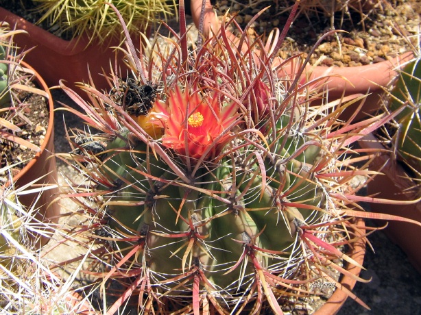 Ferocactus gracilis 