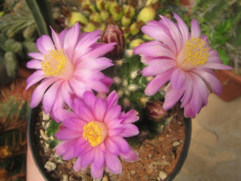 Mammillaria saboae ssp. roczekii 