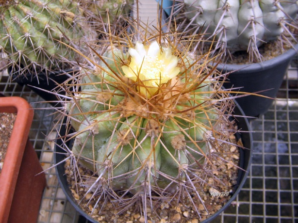 copiapoa eremophila